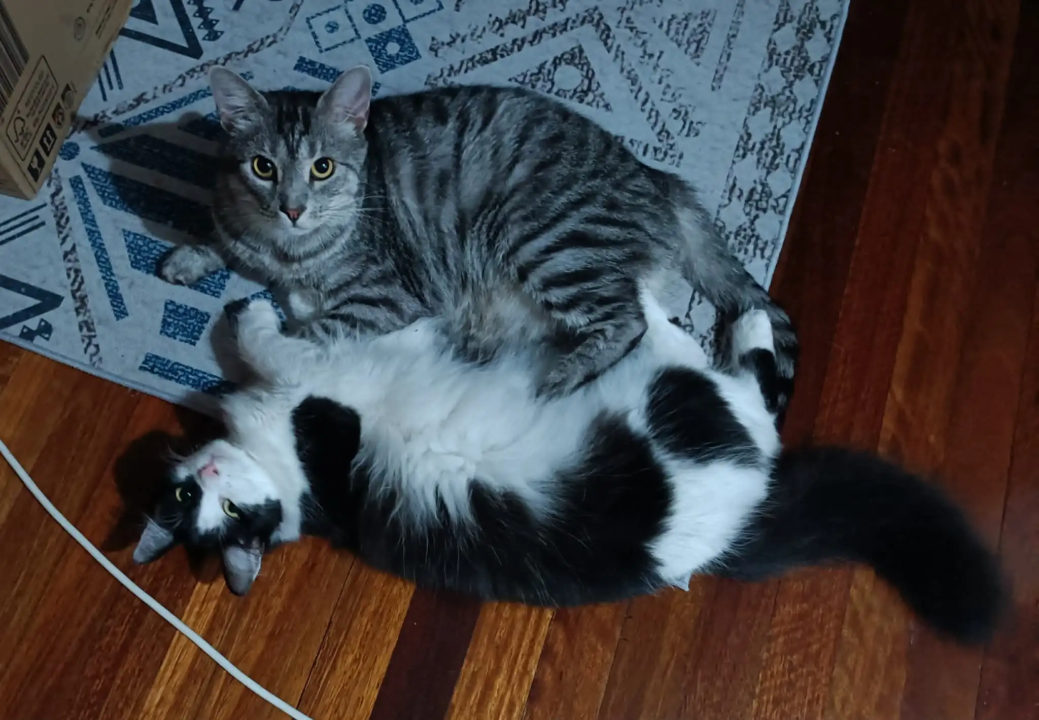 Two cats cuddled together — the bond between animals